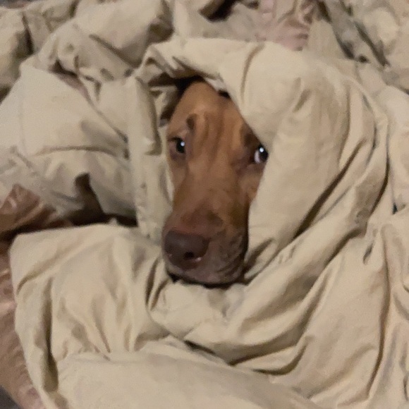 Meet your Posher, Stephanie - Picture 7 of 17